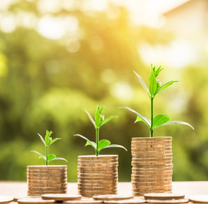 CO2-penge kan gro på træer. (Foto: Pixabay)